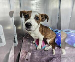 Mutt Dogs for adoption in San Antonio, TX, USA