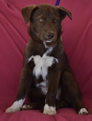 Border-Aussie Dogs for adoption in Palo Alto, CA, USA