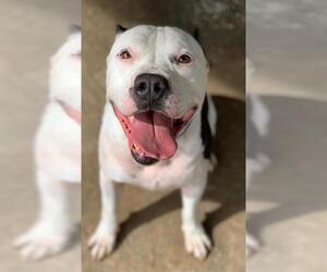 American Pit Bull Terrier Dogs for adoption in Riverside, CA, USA