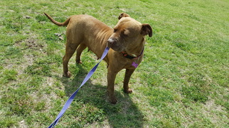 American Pit Bull Terrier Dogs for adoption in Tuttle, OK, USA