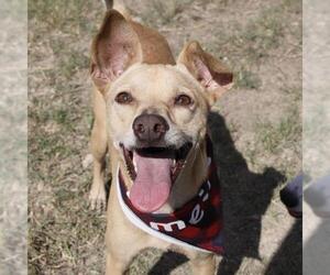 Labrador Retriever-Unknown Mix Dogs for adoption in San Antonio, TX, USA