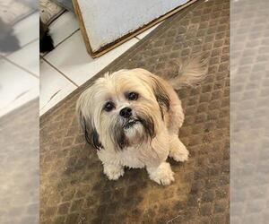 Lhasa Apso Dogs for adoption in Rock Hill, SC, USA
