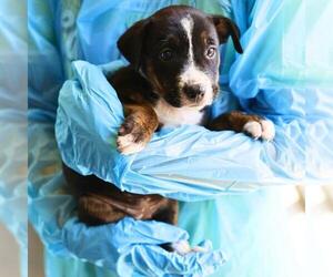 Bull Terrier-Unknown Mix Dogs for adoption in San Antonio, TX, USA
