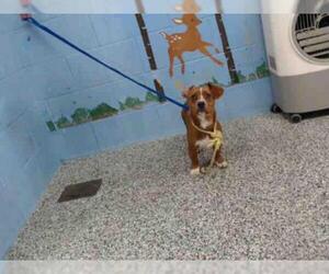 Doxle Dogs for adoption in San Bernardino, CA, USA