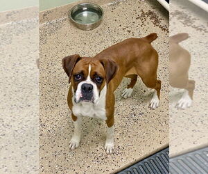 Boxer Dogs for adoption in Austin, TX, USA