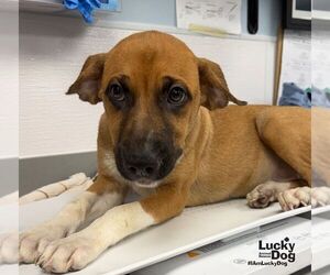 Labrador Retriever-Unknown Mix Dogs for adoption in Washington, DC, USA