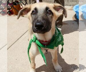 Retriever -Unknown Mix Dogs for adoption in Washington, DC, USA