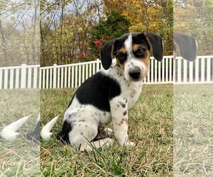 Beagle Dogs for adoption in LAKE ST LOUIS, MO, USA