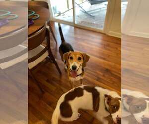 Mutt Dogs for adoption in Mount Pleasant, SC, USA