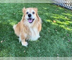 Cardigan Welsh Corgi-Pomeranian Mix Dogs for adoption in Santa Clara, CA, USA