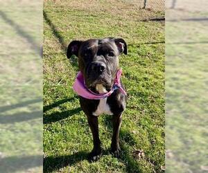 American Bulldog-Unknown Mix Dogs for adoption in Tulsa, OK, USA