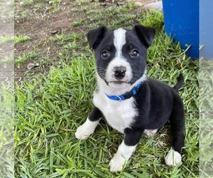 Labrador Retriever-Unknown Mix Dogs for adoption in Escondido, CA, USA
