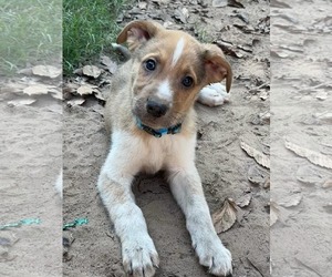 Shepradors Dogs for adoption in McKinney, TX, USA