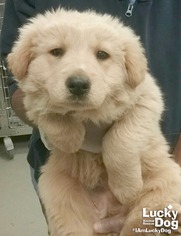 Golden Pyrenees Dogs for adoption in Washington, DC, USA