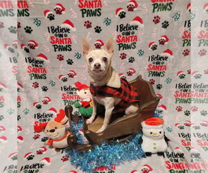 Chihuahua-Unknown Mix Dogs for adoption in FAIRLAWN, OH, USA