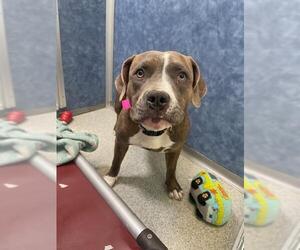 American Pit Bull Terrier Dogs for adoption in Fort Collins, CO, USA