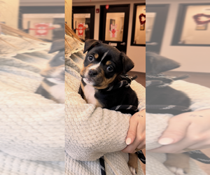 Mutt Dogs for adoption in Elmsford, NY, USA