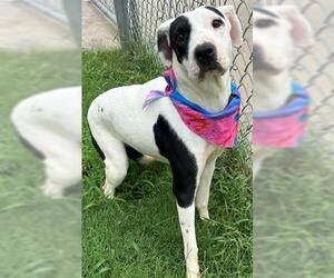 American Pit Bull Terrier-Unknown Mix Dogs for adoption in Tulsa, OK, USA