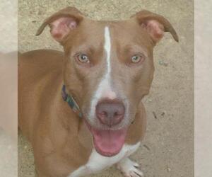 American Staffordshire Terrier-Unknown Mix Dogs for adoption in Phoenixville, PA, USA