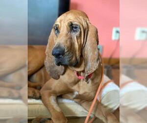 Redbone Coonhound Dogs for adoption in Rocky Mount, VA, USA