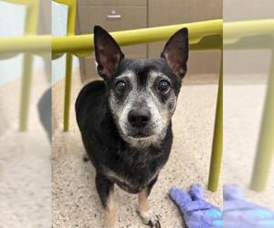 Chihuahua-Unknown Mix Dogs for adoption in Brighton, CO, USA