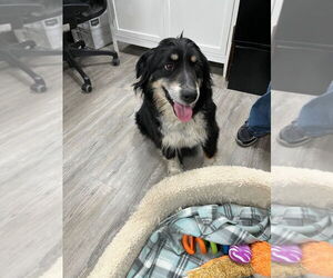 Mutt Dogs for adoption in Emmett, ID, USA