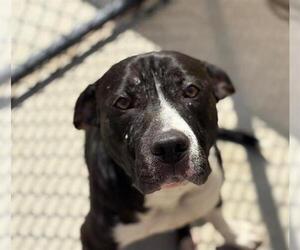 American Pit Bull Terrier Dogs for adoption in Tulsa, OK, USA