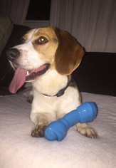Bagle Hound Dogs for adoption in Woodbridge, VA, USA