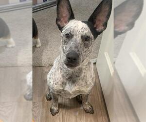 Mutt Dogs for adoption in Camarillo, CA, USA