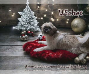 Pug-Shih Tzu Mix Dogs for adoption in Anchorage, AK, USA