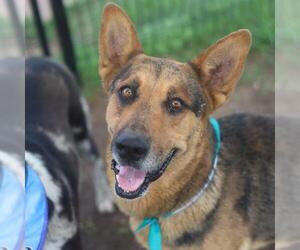 German Shepherd Dog-Unknown Mix Dogs for adoption in San Antonio, TX, USA