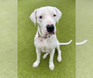 Dogo Argentino Dogs for adoption in Naples, FL, USA