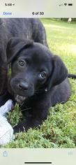 Medium Photo #1 Labrador Retriever-Unknown Mix Puppy For Sale in Charleston , WV, USA