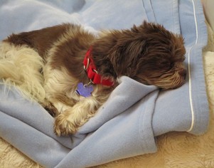 Shih Tzu Dogs for adoption in Fargo, ND, USA