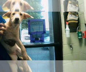 Labrador Retriever-Unknown Mix Dogs for adoption in Tulsa, OK, USA
