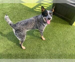 Texas Heeler Dogs for adoption in Orange, CA, USA