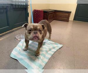 Bulldog-Unknown Mix Dogs for adoption in Pasadena, CA, USA