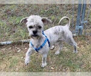 Maltipoo Dogs for adoption in San Antonio, TX, USA