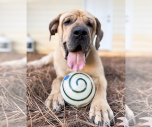 Mastiff-Unknown Mix Dogs for adoption in Decatur, GA, USA