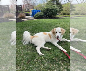 Labrador Retriever-Unknown Mix Dogs for adoption in Aurora, IN, USA