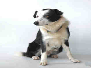 Border Collie Dogs for adoption in Jackson, CA, USA