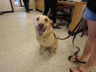 Labrador Retriever Dogs for adoption in Georgetown, TX, USA
