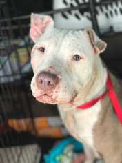 American Pit Bull Terrier-Unknown Mix Dogs for adoption in Knoxville, TN, USA