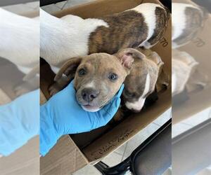 American Staffordshire Terrier-Chihuahua Mix Dogs for adoption in San Antonio, TX, USA