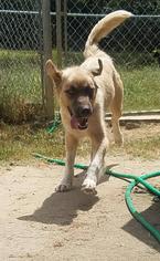 Golden Retriever-Unknown Mix Dogs for adoption in Cochran, GA, USA