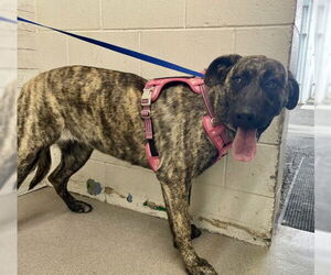 - Mix Dogs for adoption in San Bernardino, CA, USA