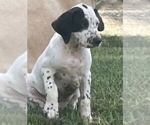 Dalmatian-Treeing Walker Coonhound Mix Dogs for adoption in Forest, VA, USA