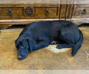 Labrador Retriever Dogs for adoption in Mount Vernon, AR, USA