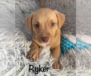 Dachshund-Vizsla Mix Dogs for adoption in Cave Creek, AZ, USA