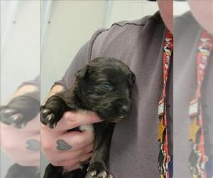 Labrador Retriever-Unknown Mix Dogs for adoption in Houston, TX, USA